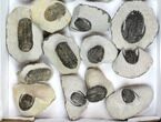 Lot: Assorted Devonian Trilobites - Pieces #140538-1